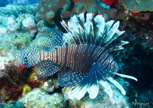 Malendure - îlet Pigeon